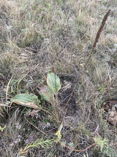 Image of Plantago maxima by (c) Stanislav Murashkin, some rights reserved (CC BY)