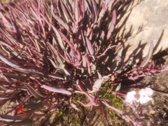 Pelargonium lanceolatum