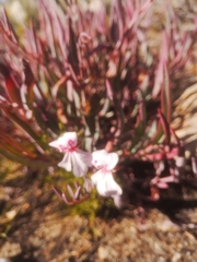 Pelargonium lanceolatum