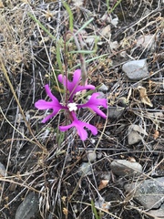 Clarkia pulchella