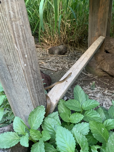 Anguilla Bank Racer (Alsophis rijgersmaei) - Snakes and Lizards