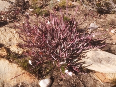 Pelargonium lanceolatum