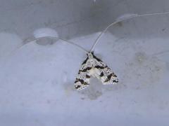 Ceromitia punctulata