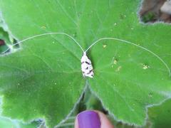 Ceromitia punctulata