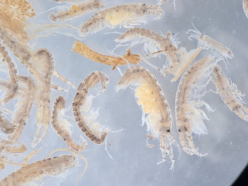 Monocorophium insidiosum
