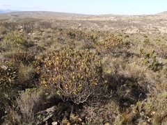Leucadendron barkerae