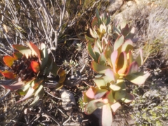 Leucadendron barkerae