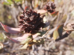 Leucadendron barkerae