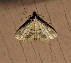 Elophila icciusalis