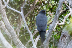 Accipiter haplochrous