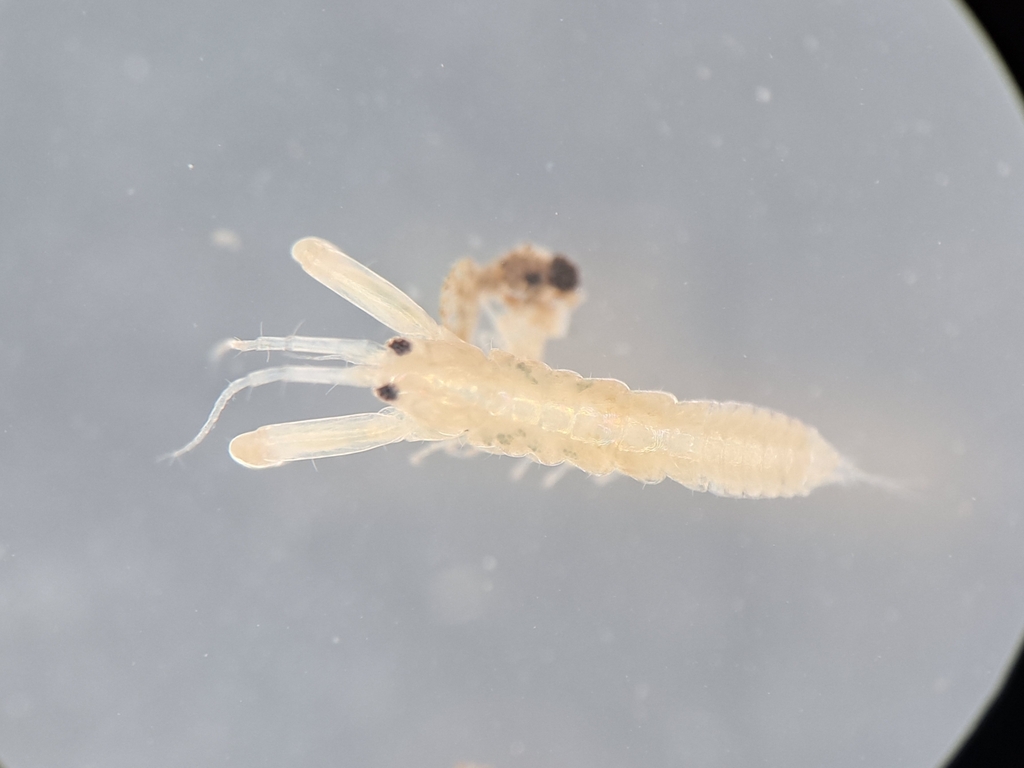 Chondrochelia savignyi