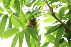 Myotis formosus flavus