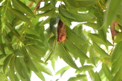 Myotis formosus flavus