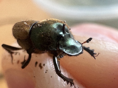 metallic horned dung beetle, photo 2 of 10