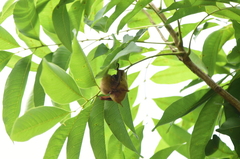 Myotis formosus flavus