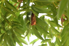 Myotis formosus flavus