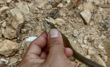 Blood Snake