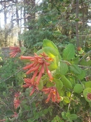Lonicera arizonica
