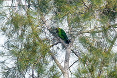 Eunymphicus cornutus