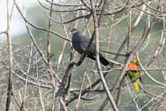 Columba vitiensis hypoenochroa