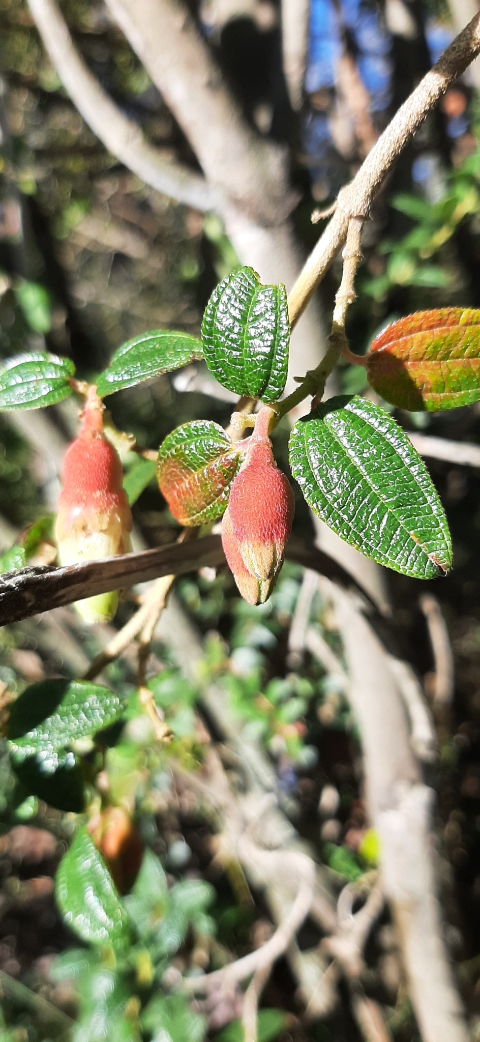 Brachyotum image