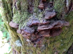 Porodaedalea