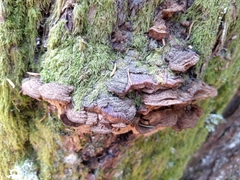 Porodaedalea