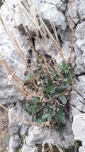 Arabis collina, photograph 5
