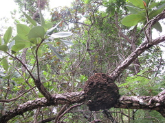 Nasutitermes corniger