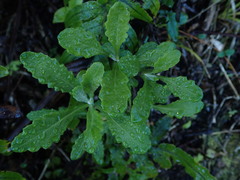 Senecio glomeratus glomeratus