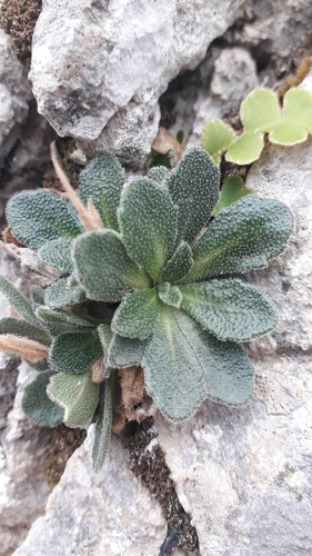 Rosy Cress