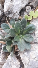 Arabis collina, photograph (c) Christophe, some rights reserved (CC BY)
