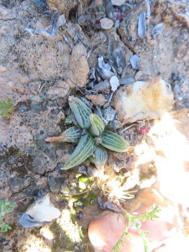 Bulbine haworthioides