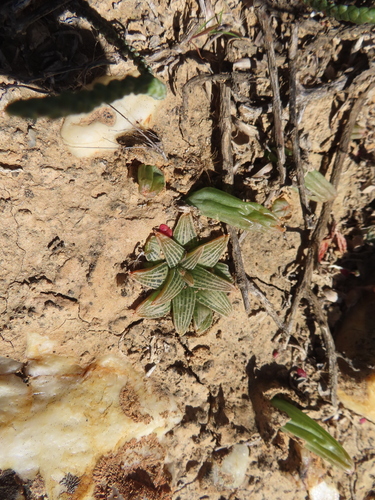 Bulbine haworthioides