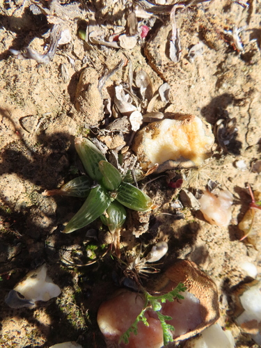 Bulbine haworthioides