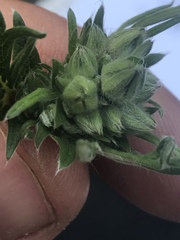 Potentilla bimundorum