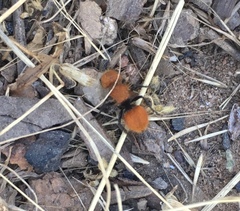 Pseudomethoca anthracina