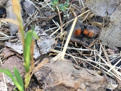 Pseudomethoca anthracina