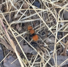 Pseudomethoca anthracina