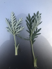 Potentilla bimundorum