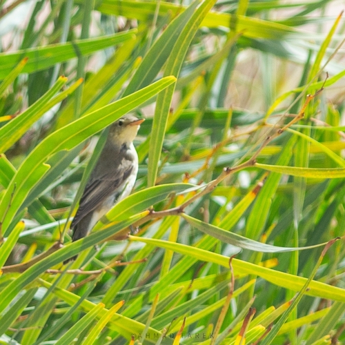 Icterine Warbler