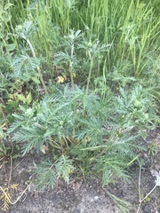 Potentilla bimundorum