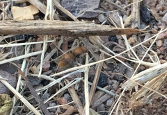 Sphaeropthalma unicolor