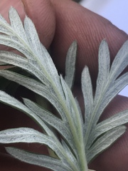 Potentilla bimundorum