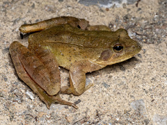 Jiuling Mountains Brown Frog photo 4