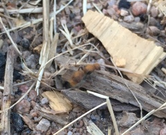 Sphaeropthalma unicolor