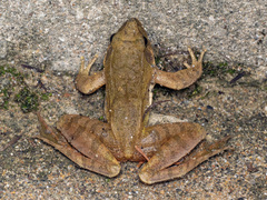 Jiuling Mountains Brown Frog photo 5