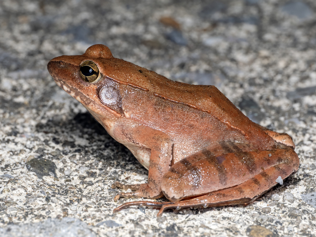 Jiuling Mountains Brown Frog