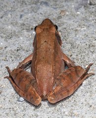 Jiuling Mountains Brown Frog photo 2