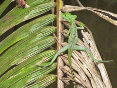 Green Basilisk photo 4